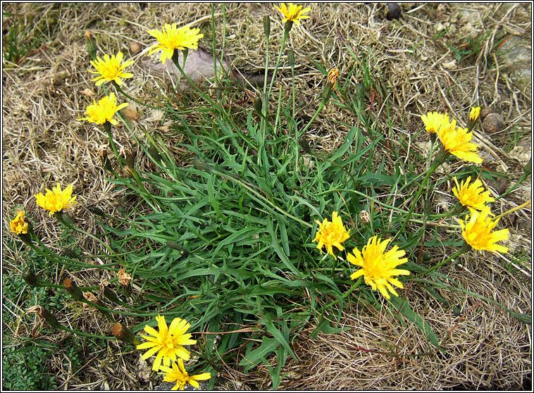 Autumn Hawkbit, Leontodon autumnalis, Caisearrbh�n caol dearg
