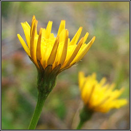 Lesser Hawkbit, Leontodon saxatilis, Cr�g phort�in bheag