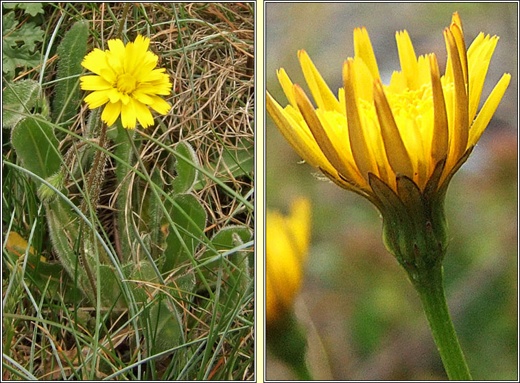 Lesser Hawkbit, Leontodon saxatilis, Cr�g phort�in bheag