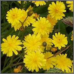 Smooth Hawksbeard, Crepis capillaris, Lus c�ran min