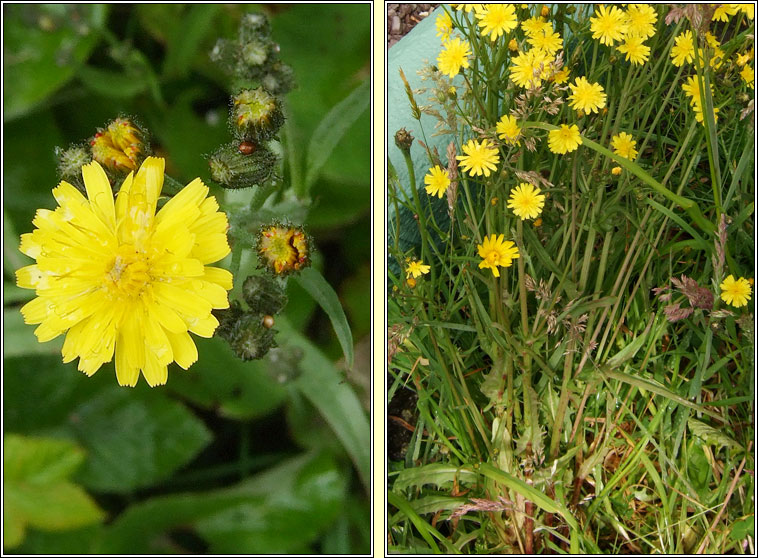 Smooth Hawksbeard, Crepis capillaris, Lus c�ran min