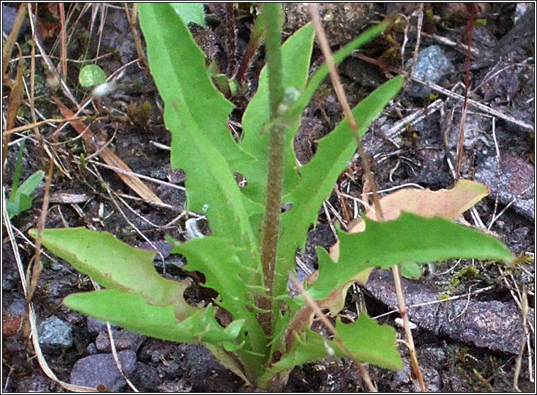 Smooth Hawksbeard, Crepis capillaris, Lus c�ran min