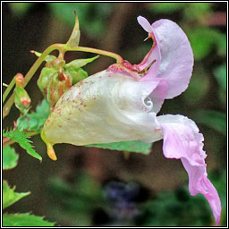 Himalayan Balsam, Impatiens glandulifera, Lus na pl�isce