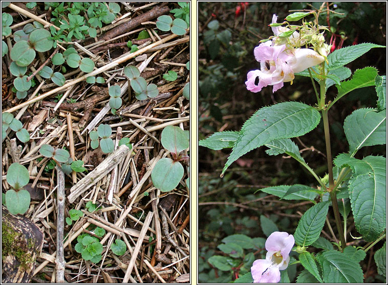 Himalayan Balsam, Impatiens glandulifera, Lus na pl�isce