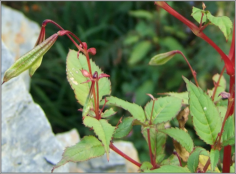 Himalayan Balsam, Impatiens glandulifera, Lus na pl�isce