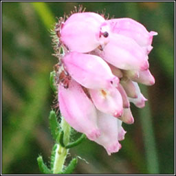 Cross-leaved Heath, Erica tetralix, Fraoch naosca�