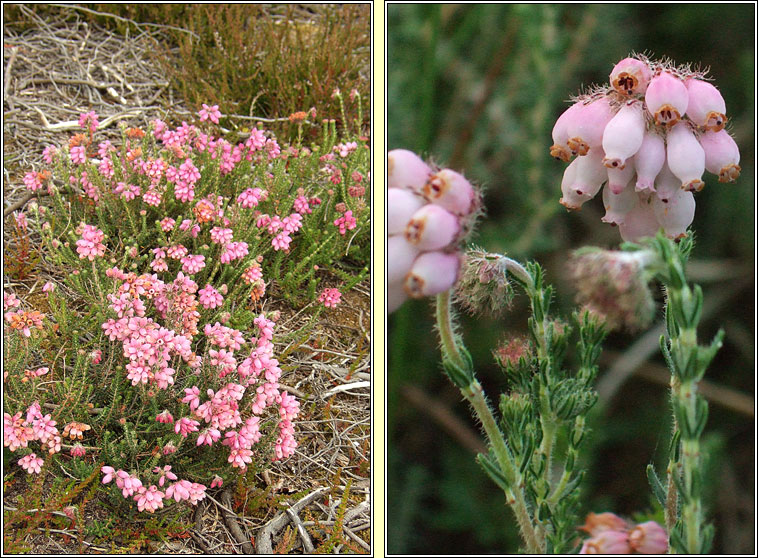 Cross-leaved Heath, Erica tetralix, Fraoch naosca�