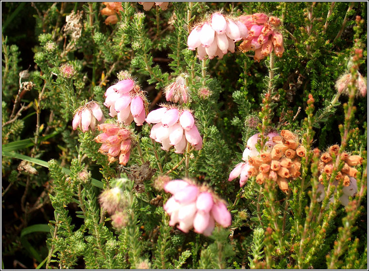 Cross-leaved Heath, Erica tetralix, Fraoch naosca�