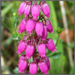 Bell Heather, Erica cinerea, Fraoch cloig�neach