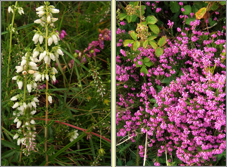 Bell Heather, Erica cinerea, Fraoch cloig�neach