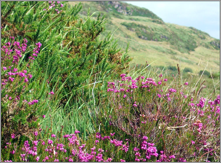 Bell Heather, Erica cinerea, Fraoch cloig�neach