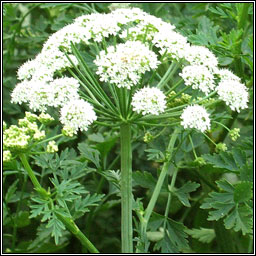 Hemlock Water-dropwort, Oenanthe crocata, Tr�anlus braonach an chorraig
