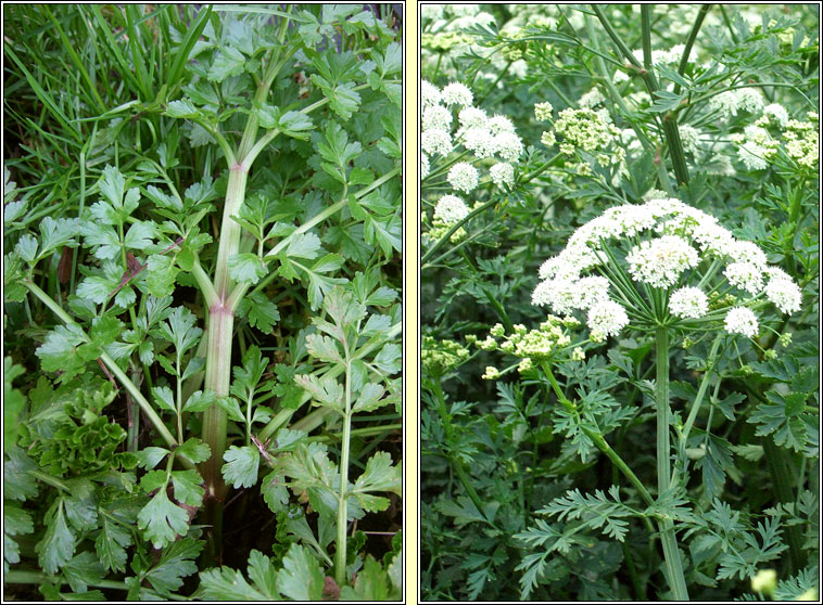 Hemlock Water-dropwort, Oenanthe crocata, Tr�anlus braonach an chorraig