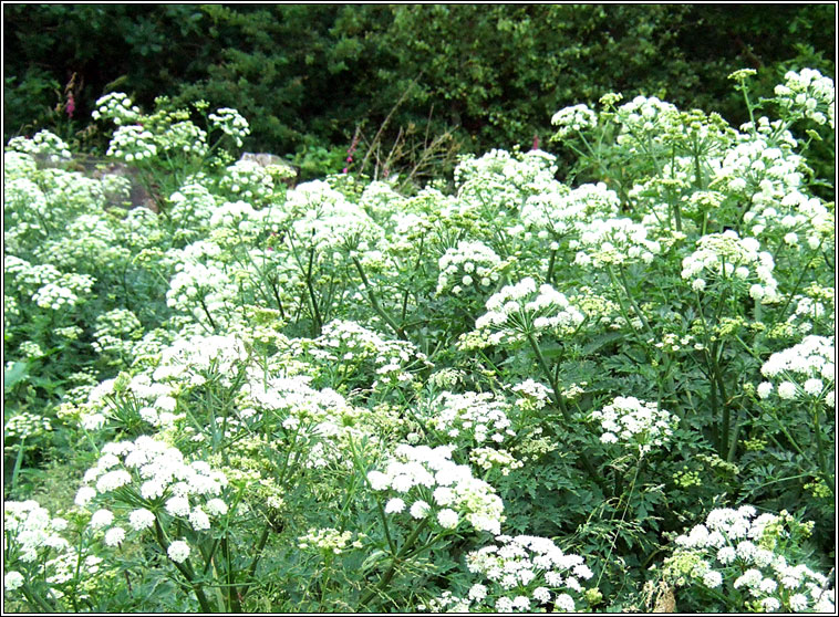 Hemlock Water-dropwort, Oenanthe crocata, Tr�anlus braonach an chorraig