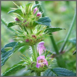 Common Hemp-nettle, Galeopsis tetrahit, G� b�i