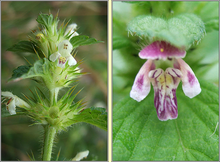 Common Hemp-nettle, Galeopsis tetrahit, G� b�i