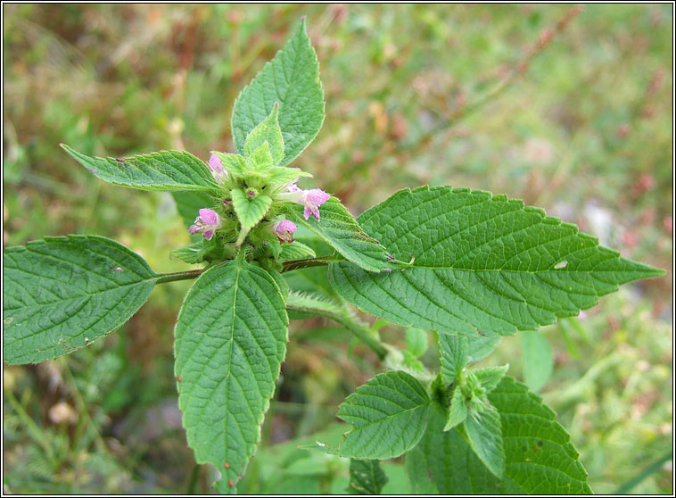 Common Hemp-nettle, Galeopsis tetrahit, G� b�i