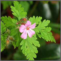 Herb-robert, Geranium robertianum, Ruith�al r�