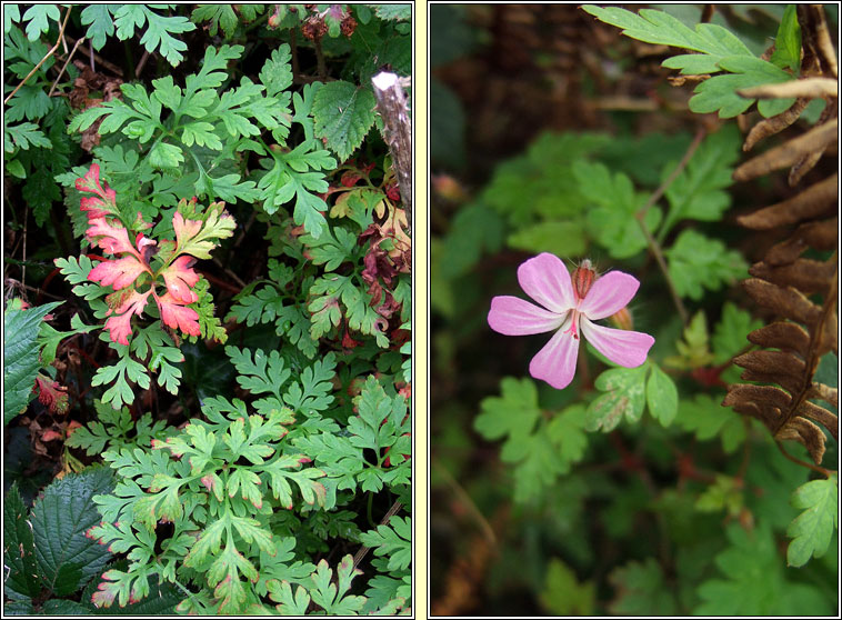Herb-robert, Geranium robertianum, Ruith�al r�