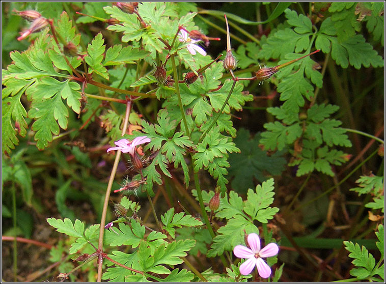 Herb-robert, Geranium robertianum, Ruith�al r�