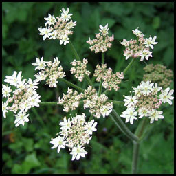 Hogweed, Heracleum sphondylium, Feabhr�n