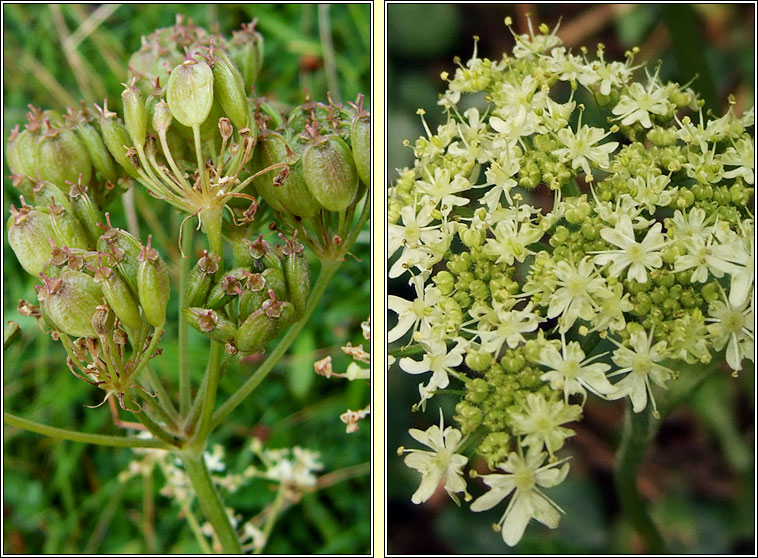 Hogweed, Heracleum sphondylium, Feabhr�n