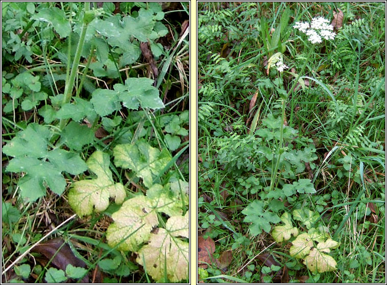 Hogweed, Heracleum sphondylium, Feabhr�n