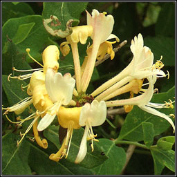 Honeysuckle, Lonicera periclymenum, T�thfh�ithleann