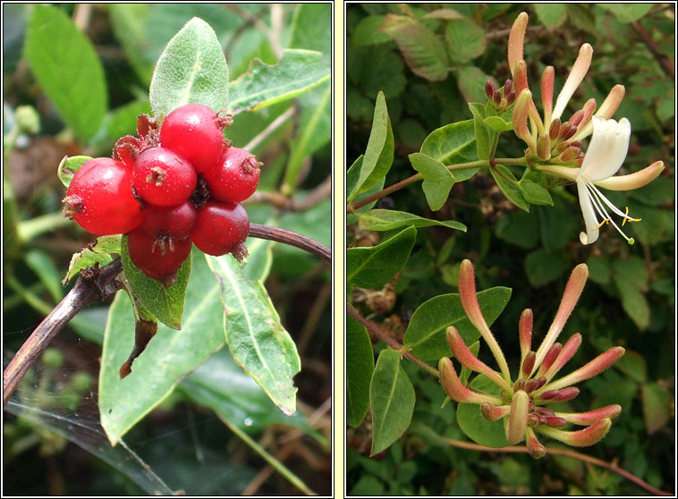 Honeysuckle, Lonicera periclymenum, T�thfh�ithleann