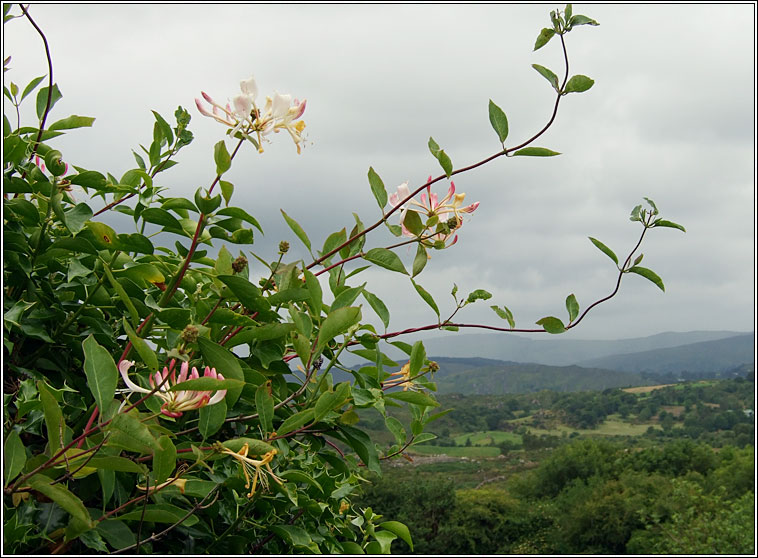 Honeysuckle, Lonicera periclymenum, T�thfh�ithleann