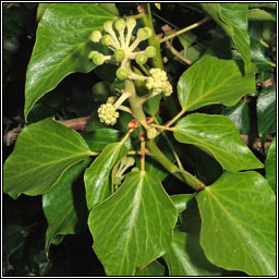 Atlantic Ivy, Hedera hibernica, Eidhne�n