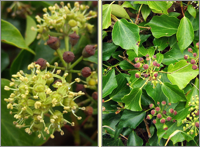 Atlantic Ivy, Hedera hibernica, Eidhne�n