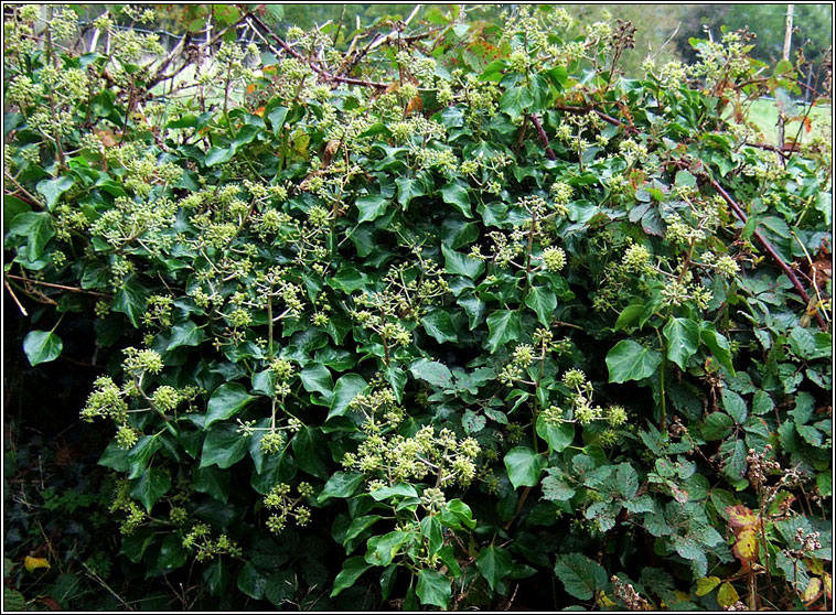 Atlantic Ivy, Hedera hibernica, Eidhne�n
