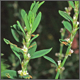 Knotgrass, Polygonum aviculare, Gl�ineach bheag