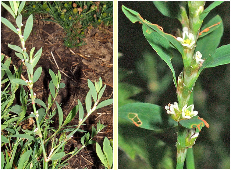 Knotgrass, Polygonum aviculare, Gl�ineach bheag