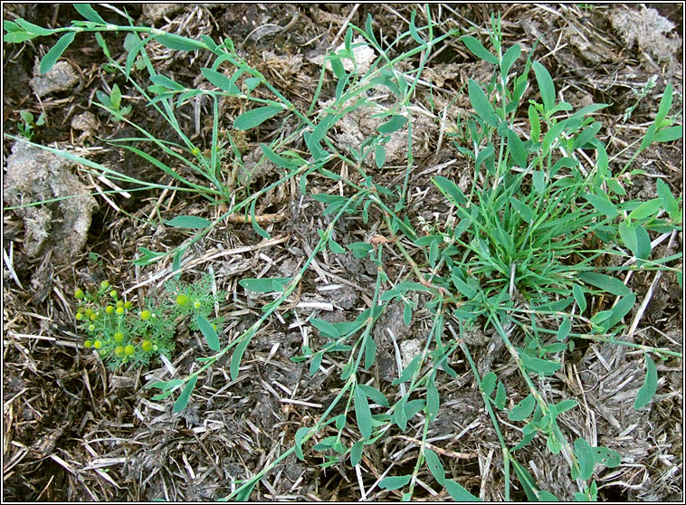 Knotgrass, Polygonum aviculare, Gl�ineach bheag