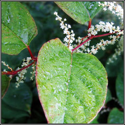 Japanese Knotweed, Reynoutria japonica, Gl�ineach bhiorach