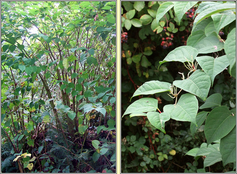 Japanese Knotweed, Reynoutria japonica, Gl�ineach bhiorach