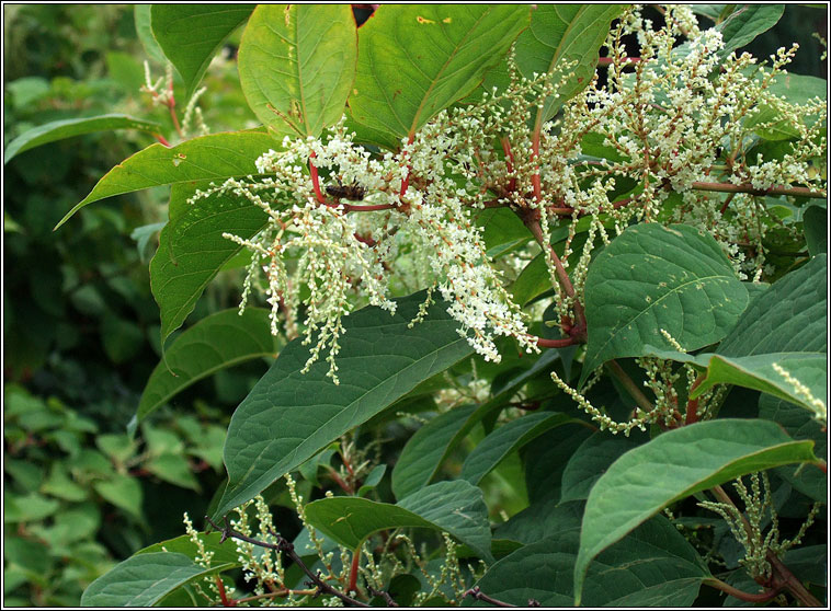 Japanese Knotweed, Reynoutria japonica, Gl�ineach bhiorach