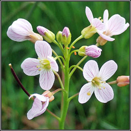 Lady's Smock, Cardamine pratensis, Biolar gr�ag�in