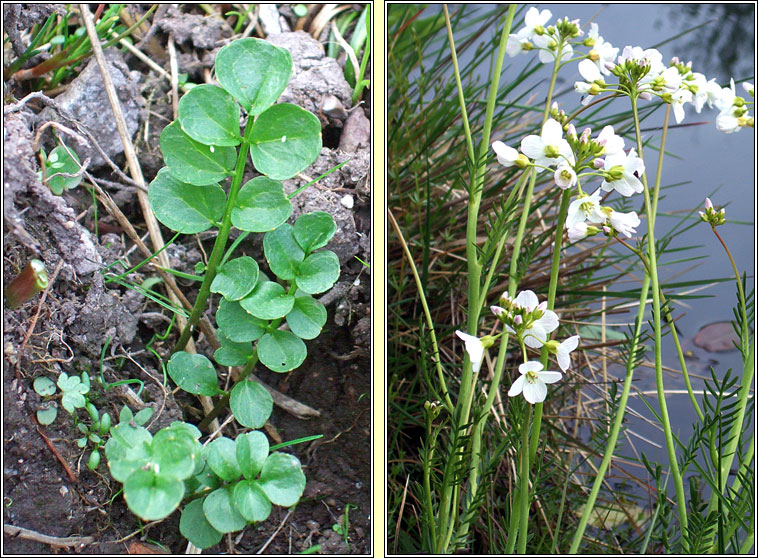 Lady's Smock, Cardamine pratensis, Biolar gr�ag�in