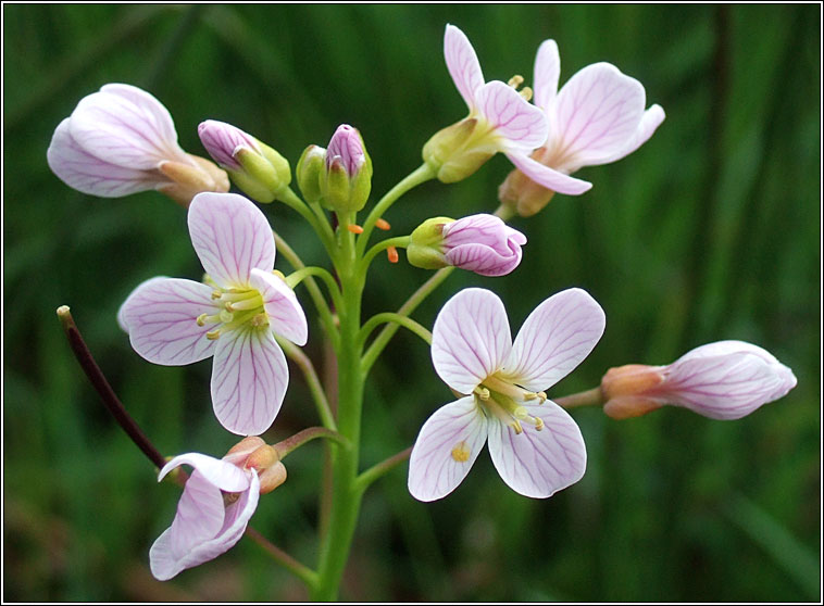 Lady's Smock, Cardamine pratensis, Biolar gr�ag�in
