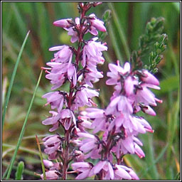 Ling, Calluna vulgaris, Fraoch m�r