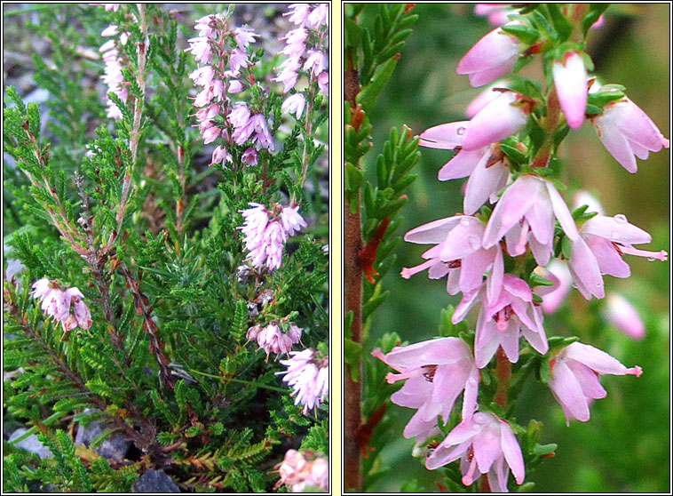 Ling, Calluna vulgaris, Fraoch m�r