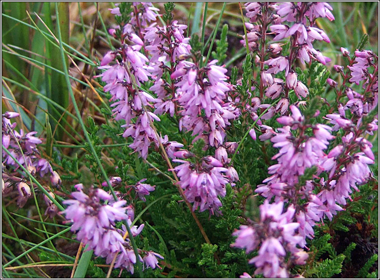 Ling, Calluna vulgaris, Fraoch m�r