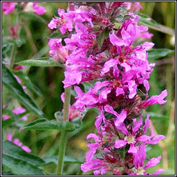 Purple-loosestrife, Lythrum salicaria, Cr�achtach