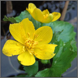 Marsh-marigold, Caltha palustris, Lus bu� Beltaine