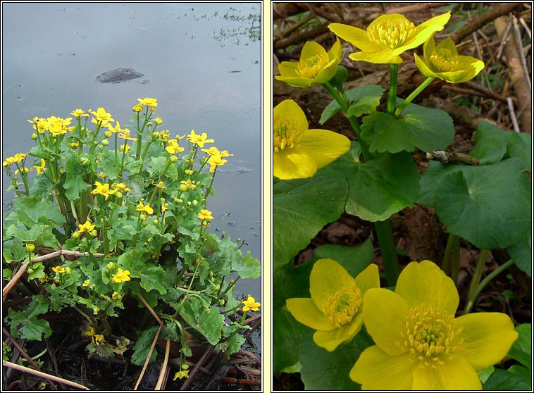Marsh-marigold, Caltha palustris, Lus bu� Beltaine