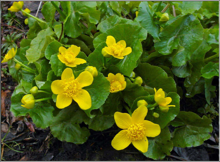 Marsh-marigold, Caltha palustris, Lus bu� Beltaine
