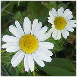 Scentless Mayweed, Tripleurospermum inodorum, Me� drua